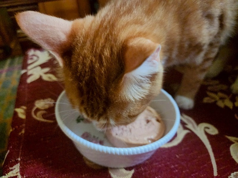 女人知己試用大隊,口碑行銷,部落客行銷,PURRFACT 波菲特貓用主食罐,主食罐,PURRFACT波菲特,貓主食罐,貓罐,PURRFACT波菲特貓用主食罐,魚肉蔓越莓主食罐,鮮嫩雞主食罐,鹿肉雞肉主食罐,牛肉鵪鶉貓主食罐,干貝蠶蛹配方,鱷魚肉白木耳配方,雞肉魚肉配方,安心鶉配方,評價,體驗,適口性佳,心得,成貓適用,高齡貓適用,質地是慕絲狀